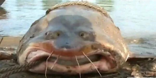Oltasına takılan balığı görünce hayatının şokunu yaşadı! Korkudan denize düşüyordu