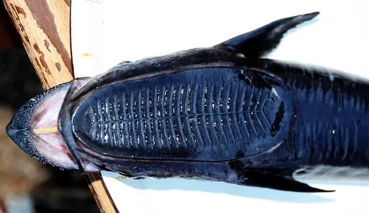 Bodrum’da vantuz balığı yakalandı