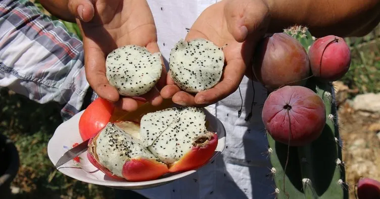 Mersin’de Peru elması üreten meraklı çiftçi talebe yetişemiyor