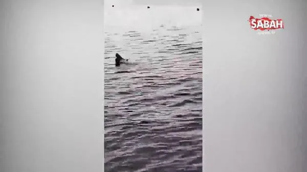 Mısır’da kan donduran anlar! Köpek balığı saldırısında ölen turisti sahilden izlediler! | Video
