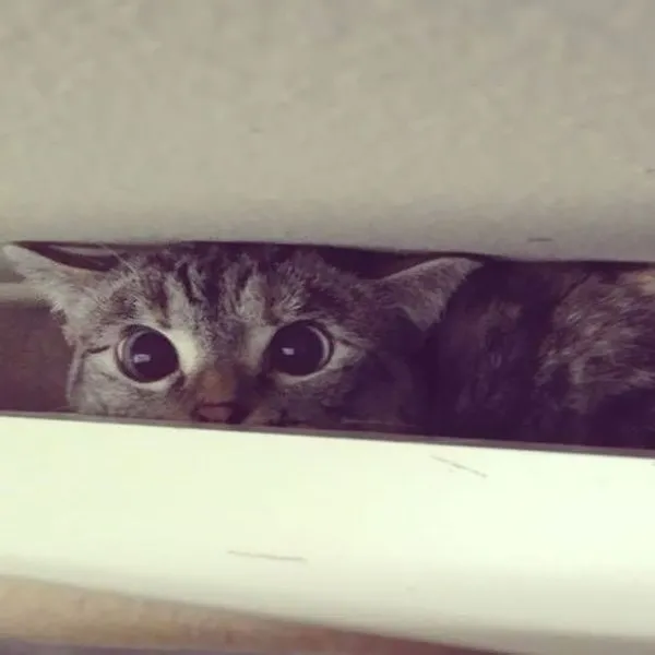 İnstagram'ın fenomen kedisi Nala