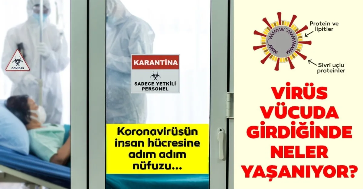 corona virus hucreleri ele gecirip
