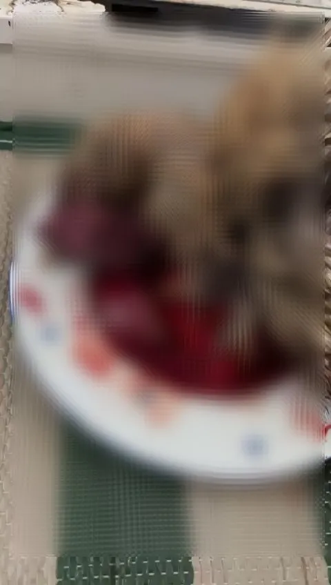 Evde kanlı ayin! Keçi ve horoz kesti: Seanslar 20 dakika sürüyor!