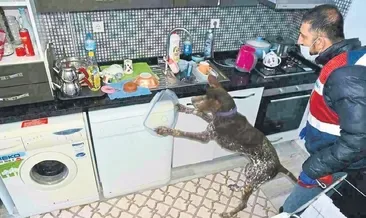 Torbacılar narkotik köpeğine yakalandı