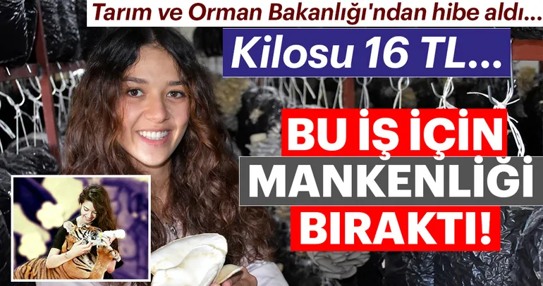 Spot ışıklarının altından seraya