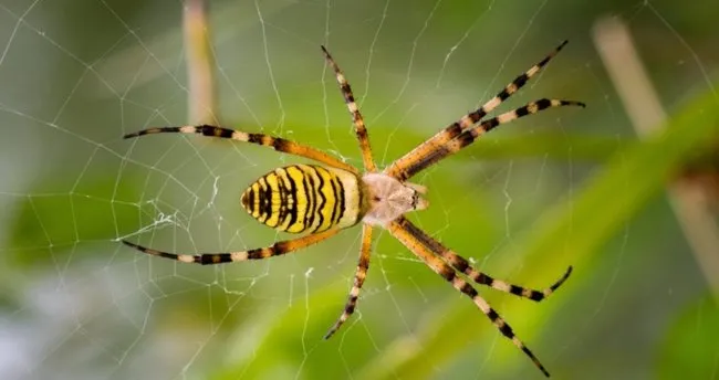 ruyada orumcek gormek ile ilgili ruya tabirleri ruyada buyuk orumcek ve orumcek agi gormek neye isarettir ruya tabirleri haberleri