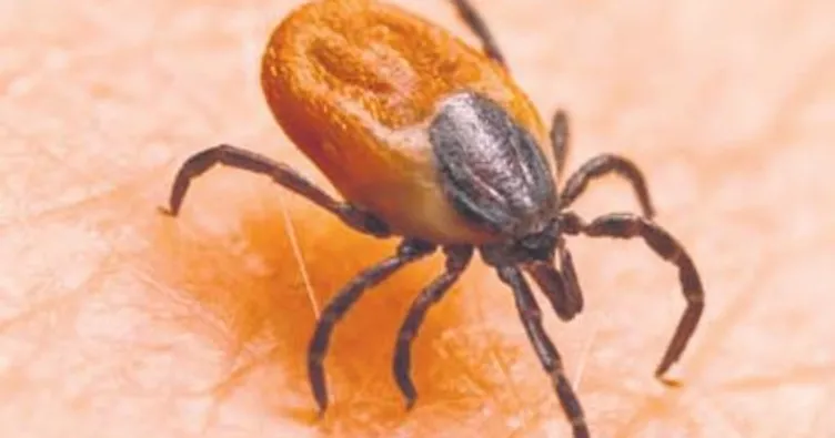 Robert Koch’tan kene uyarısı