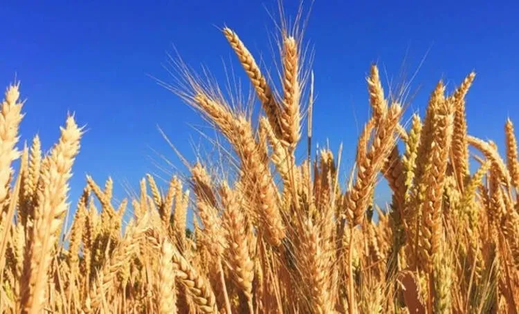 TMO Buğday alım fiyatları açıklandı mı, ne zaman açıklanacak? 2023 Buğday alımı taban ve tavan ne kadar, kaç TL oldu?