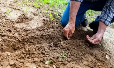 Verimiyle diğer türleri geride bıraktı