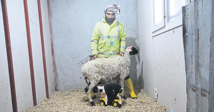 Hasta olan kuzuya kamyonlu destek