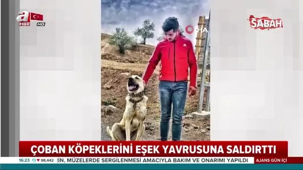 Ankara'da eşek yavrusunu kangal köpeklerine parçalatan Berat Kaya hakkında flaş gelişme | Video
