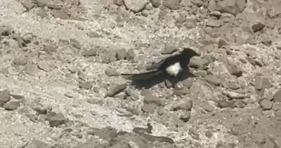 Doğada güç gösterisi: Yılan, iki yırtıcıya karşı mücadele etti! #nevsehir