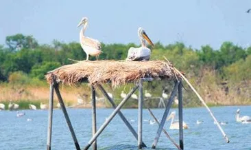 Kuş cennetinde üreme zamanı