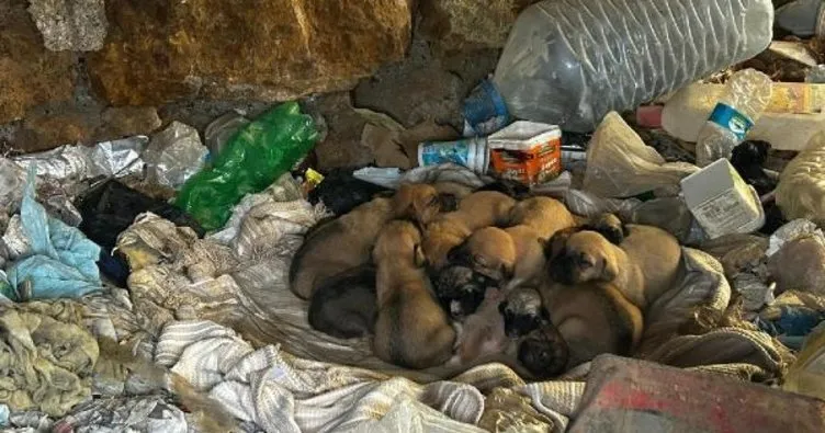 7 yavru köpek ölüme terk edildi! Ağzı bağlı çuvalın içinde bulundular