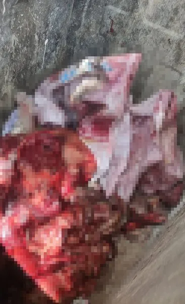 Bursa’da bir çöp konteynerinde parcalanmış ayı bulundu