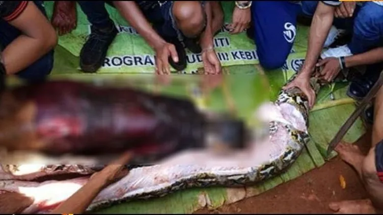 Dünyayı şoke eden görüntüler! Yaşlı kadın pitonun midesinden çıktı: İşte o görüntüler