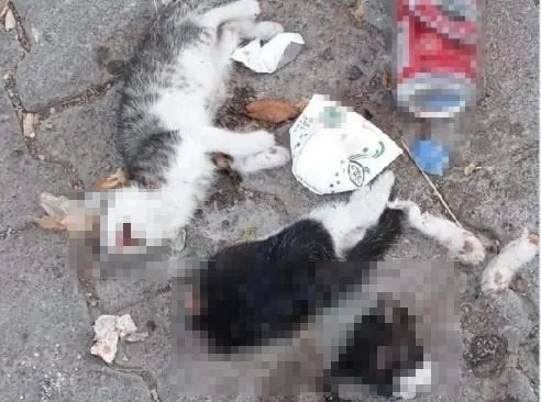 Giresun’da iki kedi yavrusu canice öldürüldü