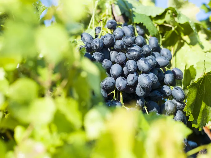 Meğer ıspanaktan daha fazla demir içeriğine sahipmiş! Bilinmeyen demir zengini besinler...