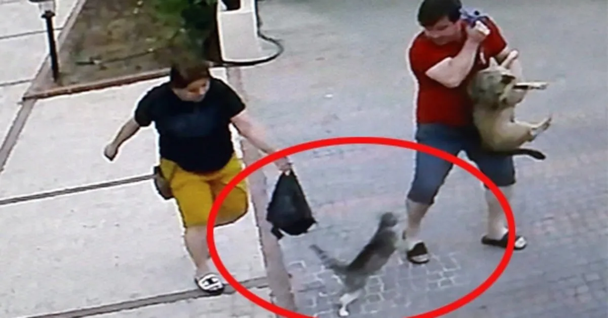 antalya da kopeklerin ve ahiplerinin korkulu ruyasi psikopat kedi boyle dehset sacti video videosunu izle son dakika haberleri