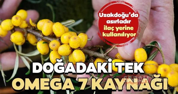Uzakdoğu'da asırlardır ilaç yerine kullanılıyor! İşte yabani iğdenin mucizevi faydaları...