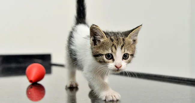 Rüyada kedi görmek ne anlama gelir? Rüyada kedi görmek psikolojik yorum