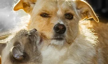 Çip taktırmamak için terk ediyorlar