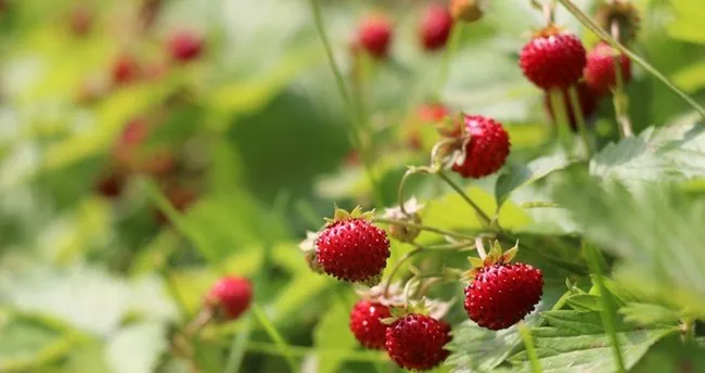 Dağ Çileği Faydaları Nelerdir? Dağ Çileği Hangi Hastalıklara İyi Gelir, Dağ Çileği Nerede Yetişir?