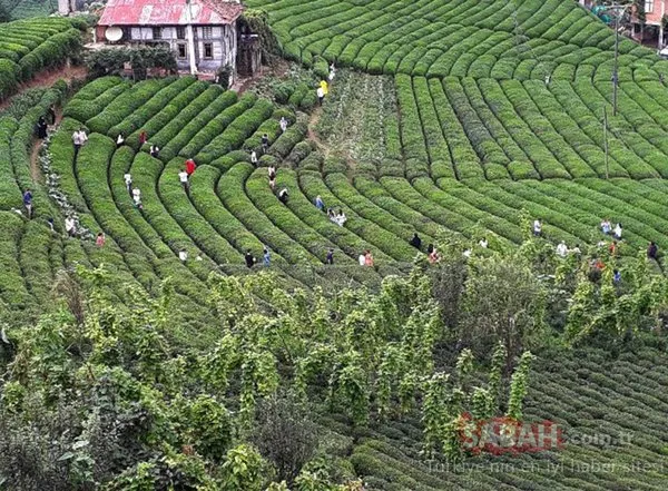 Yer: Rize! Herkes orada fotoğraf çektiriyor