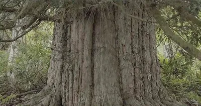 4114 yaşındaki Porsuk ağacı, bakın nerede?