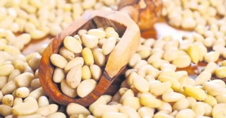 Bergama’dan çam fıstığı seferberlığı