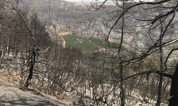 110 hektarlık yangın bölgesinde şaşkınlık yaratan görüntü... Dört bir yanı küle dönen meyve bahçesi sapasağlam kaldı #bursa