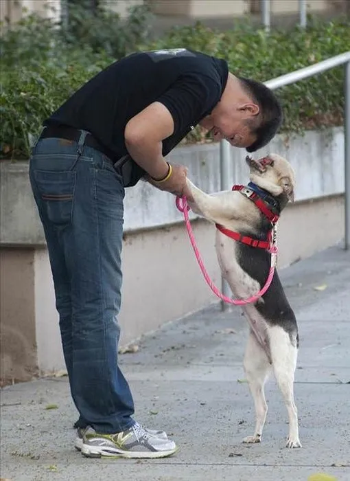 �Kahraman köpek� kanseri de yendi Galeri Dünya