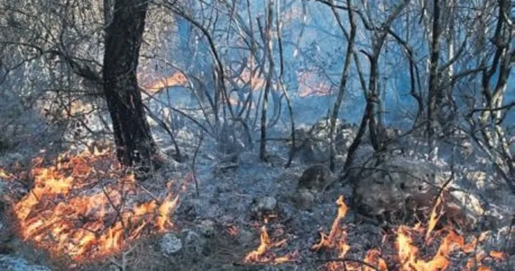 40 dönümlük orman yandı