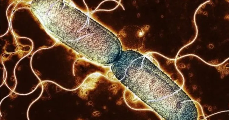 ABD’de Salmonella tehdidi!