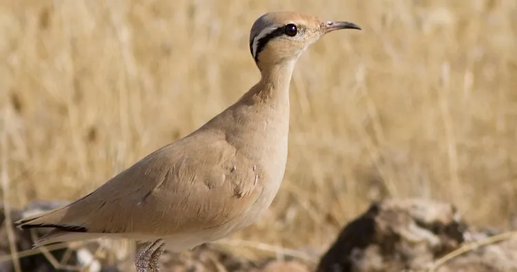 Şanlıurfa’da bir çöl güzeli: Çöl koşarı