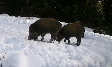 Vahşi yaşam fotokapana yansıdı