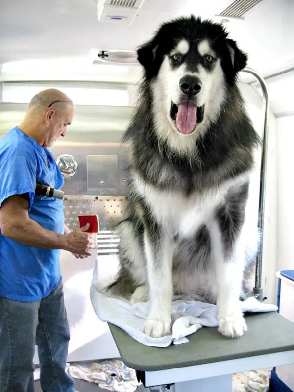 En büyük köpekler