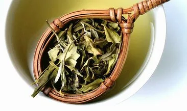 Beyaz çay nedir? Beyaz çay faydaları nelerdir?