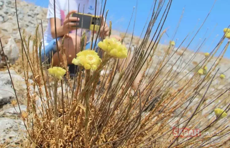 Yalnızca 11 adet kaldı! Jandarma denetliyor: Koparmanın cezası 387 bin lira