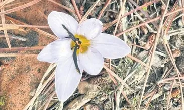 Sultan’ı koparana 387 bin lira ceza