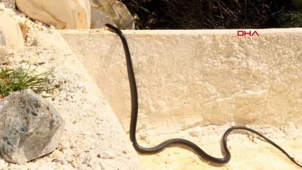 Aydın'da korkutan yılan istilası kamerada! Uzmanlardan önemli siyah yılan uyarısı 