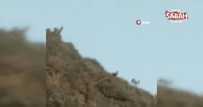 Koruma altındaki dağ keçileri, tarihi ilçede böyle görüntülendi | Video