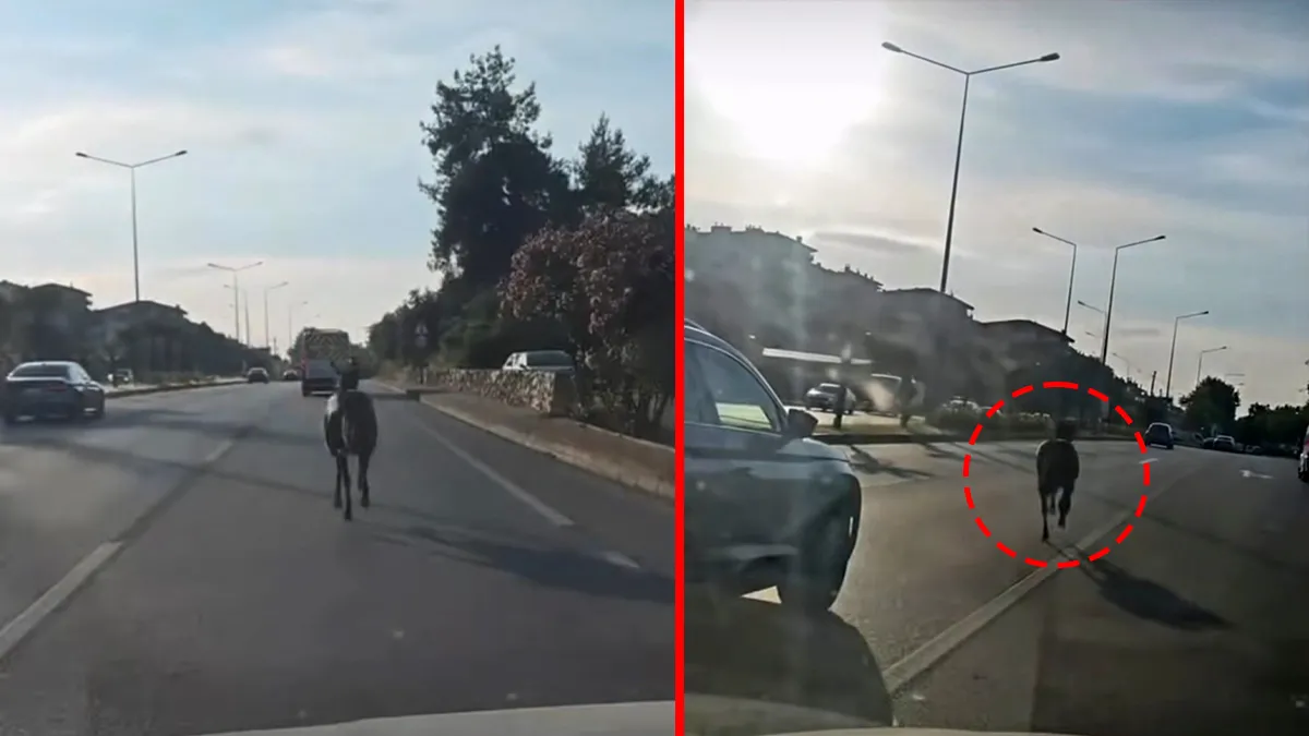 Mudanya'da trafiğe çıkan başıboş at sürücüleri zor durumda bıraktı