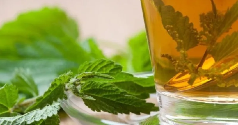 isirgan otu cayinin sagliga faydalari nelerdir isirgan otu cayi icmenin yararlari saglik haberleri