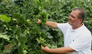 Fındıkta yapay zeka ile rekolte tespiti