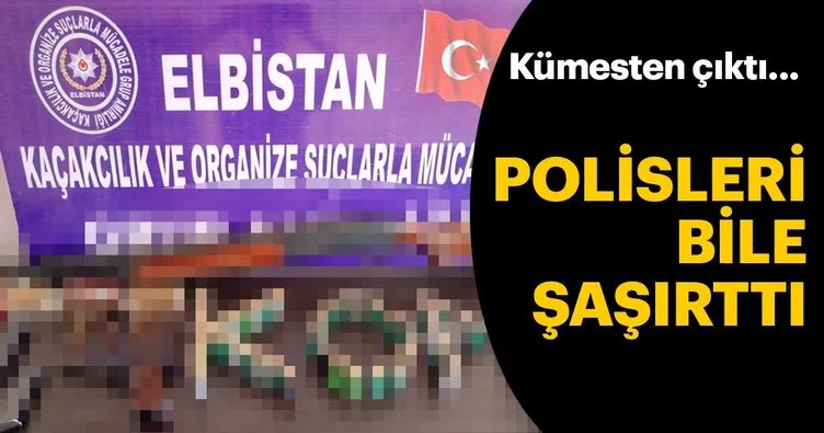 Kümesten çıktı... Polisleri bile şaşırttı!