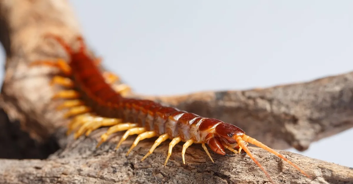 ciyan sokmasi tehlikeli mi oldurur mu ciyan sokmasi tedavisi ve ilk yardimi nasil yapilir saglik haberleri ciyan sokmasi tehlikeli mi oldurur mu ciyan sokmasi tedavisi ve ilk yardimi nasil yapilir saglik haberleri