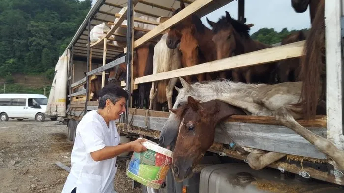 Artvin’de tır üzerinde ölüme terk edilen atlar için ünlü sanatçı Leman Sam konser vermeye hazırlanıyor