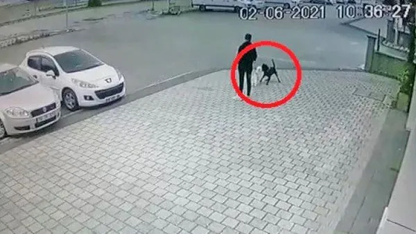 Bursa'daki pitbull köpeği dehşetinin görüntüleri ortaya çıktı! Yaşam savaşı veriyor...