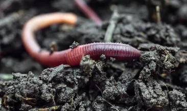 Solucanlar neden yağmurlu günlerde ortaya çıkar? Cevabı çok şaşırtacak...